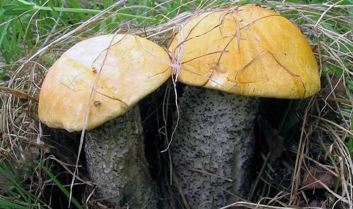 july mushrooms