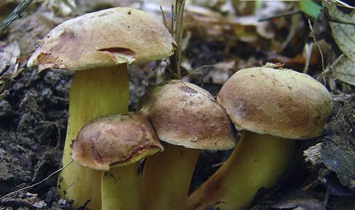 july mushrooms