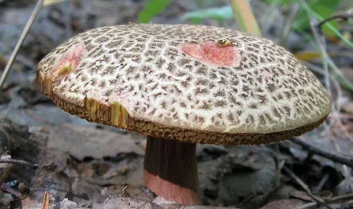 july mushrooms