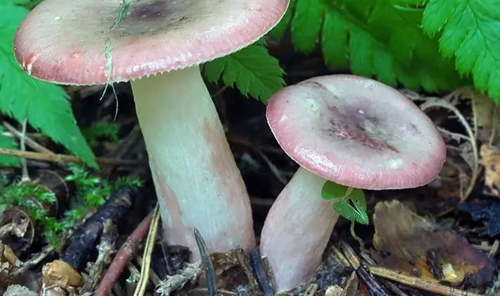 july mushrooms