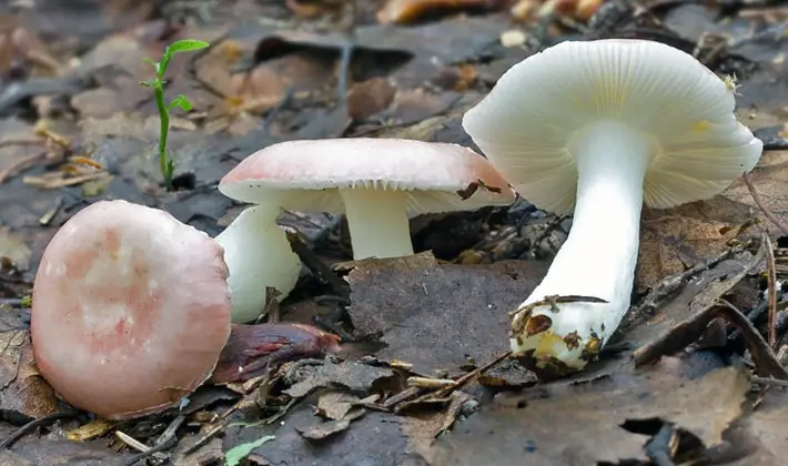 july mushrooms