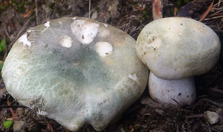 july mushrooms