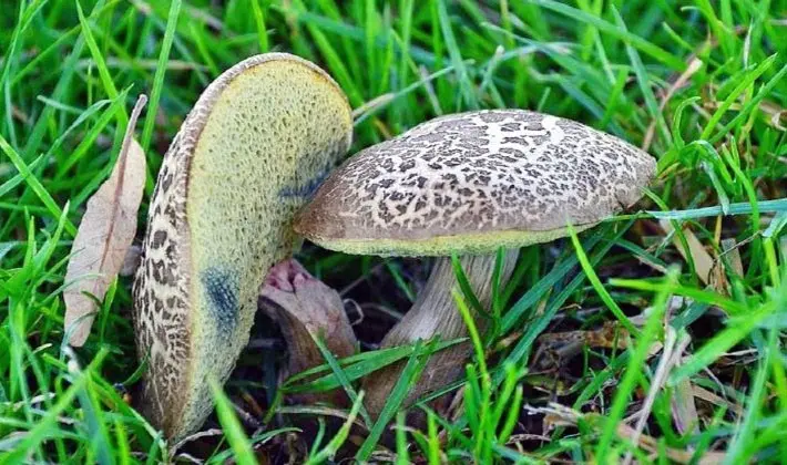 july mushrooms