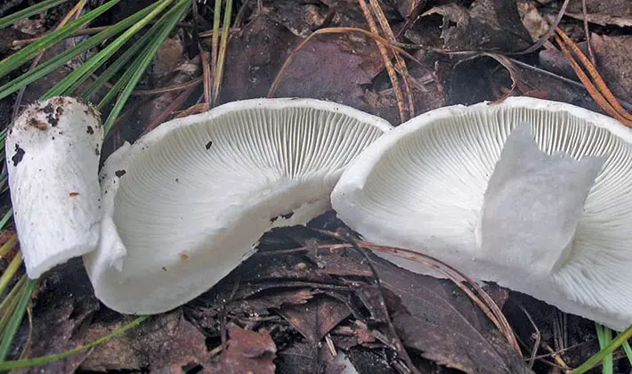 july mushrooms