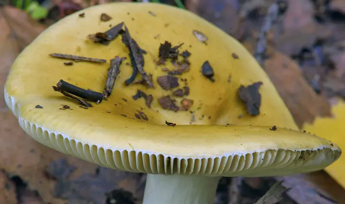 july mushrooms