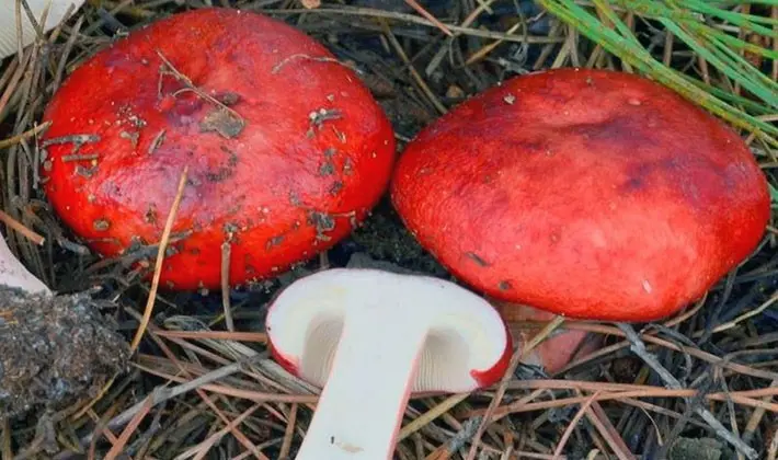 july mushrooms