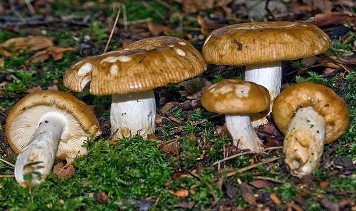 july mushrooms