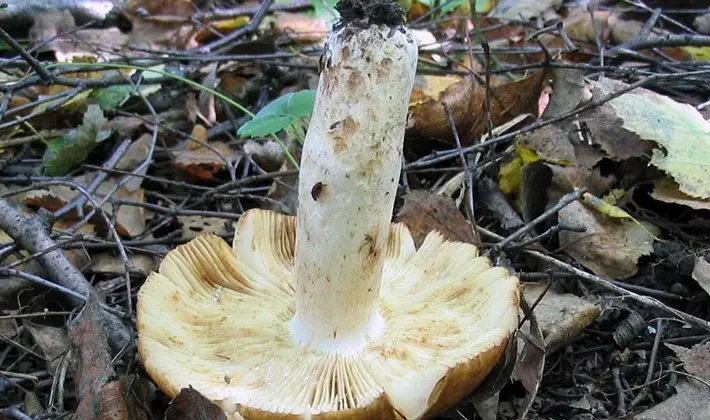 july mushrooms