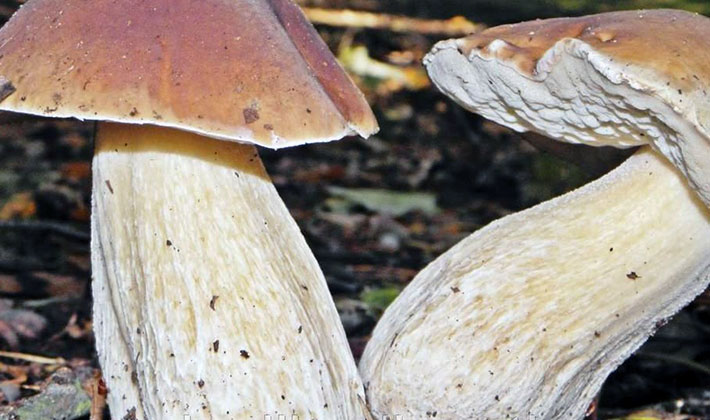 july mushrooms