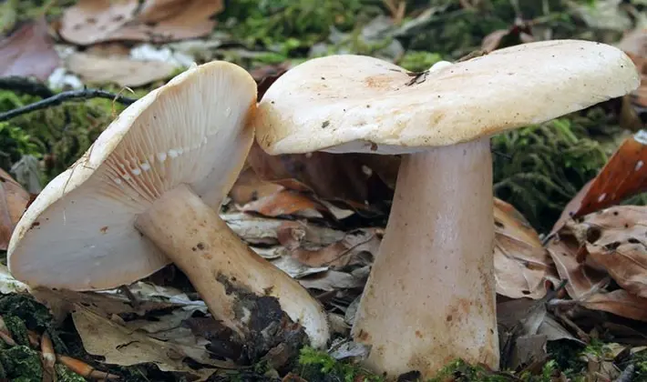 july mushrooms