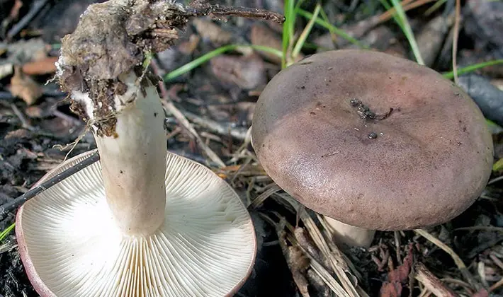 july mushrooms