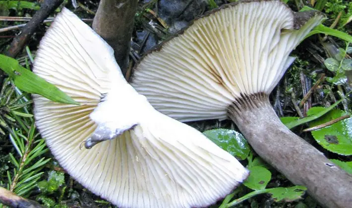 july mushrooms