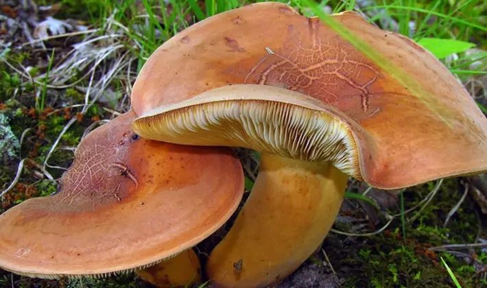 july mushrooms