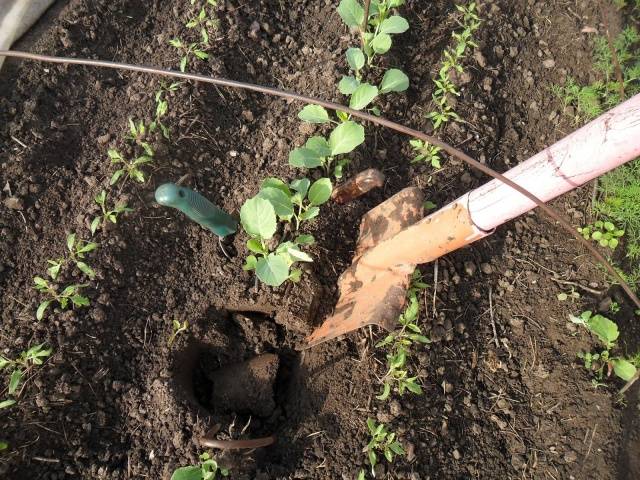 June white cabbage: when to plant seedlings 