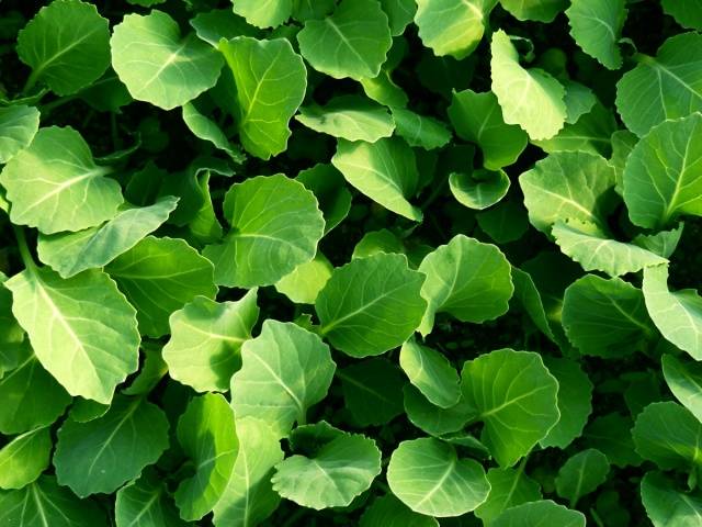 June white cabbage: when to plant seedlings 