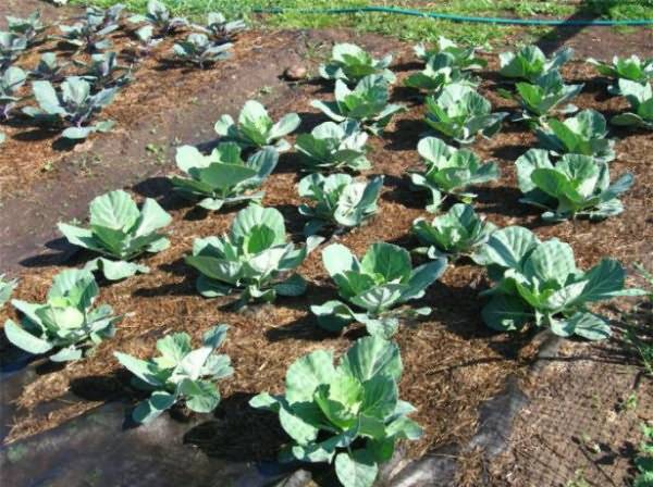 June white cabbage: when to plant seedlings 