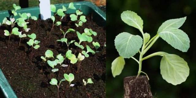 June white cabbage: when to plant seedlings 