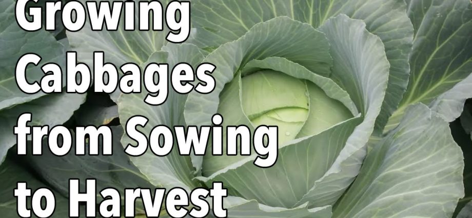 June white cabbage: when to plant seedlings 