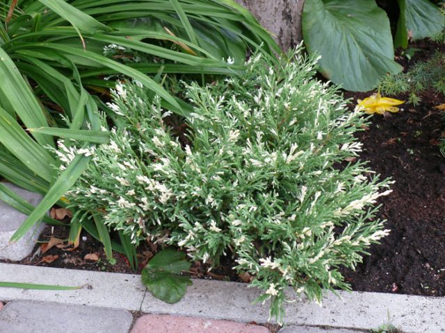 Juniper Andorra Variegata: photo and description