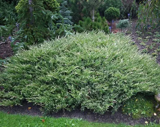 Juniper Andorra Variegata: photo and description