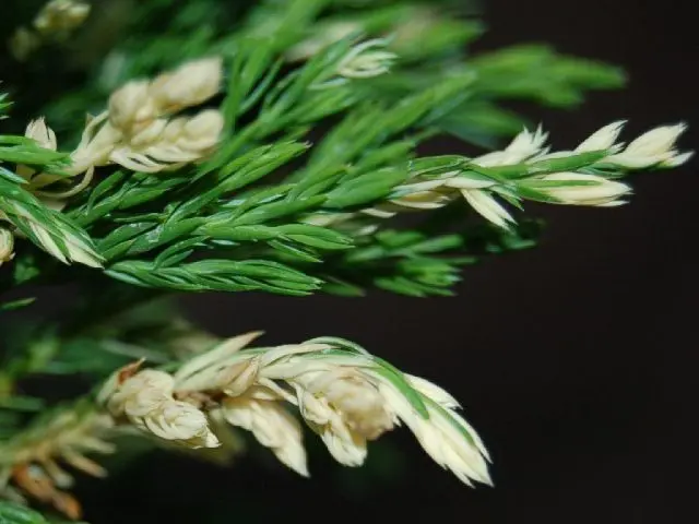 Juniper Andorra Variegata: photo and description