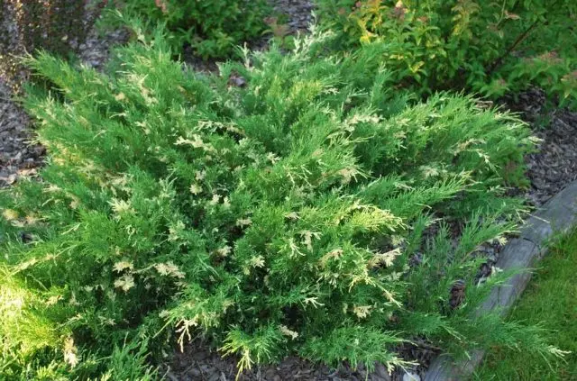 Juniper Andorra Variegata: photo and description