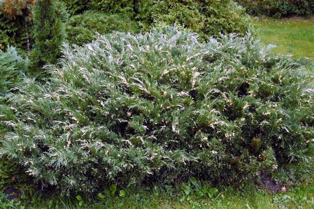 Juniper Andorra Variegata: photo and description