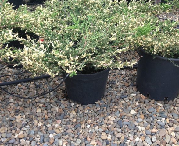 Juniper Andorra Variegata: photo and description