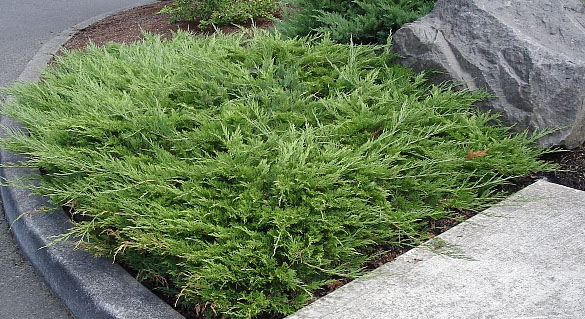 Juniper Andorra Variegata: photo and description