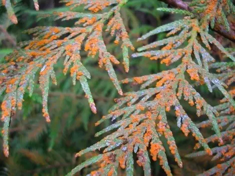 Juniper Andorra Variegata: photo and description