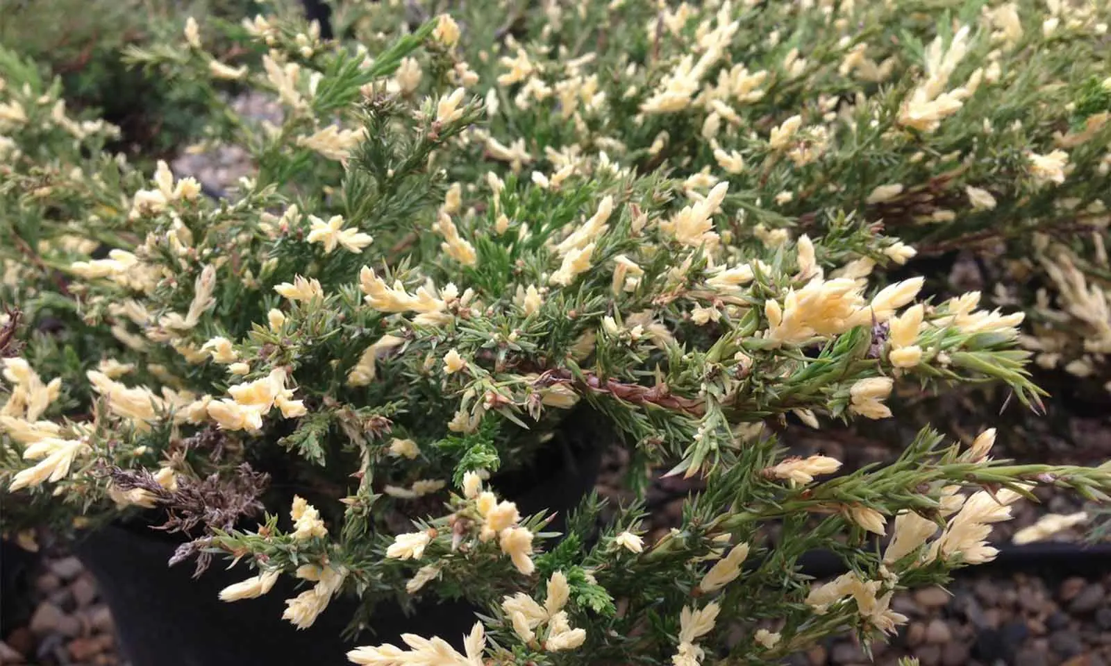 Juniper Andorra Variegata: photo and description