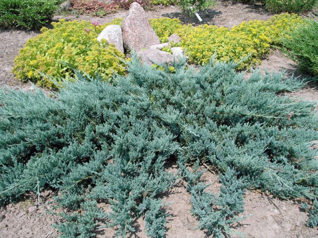 Juniper blue creeping, vertical