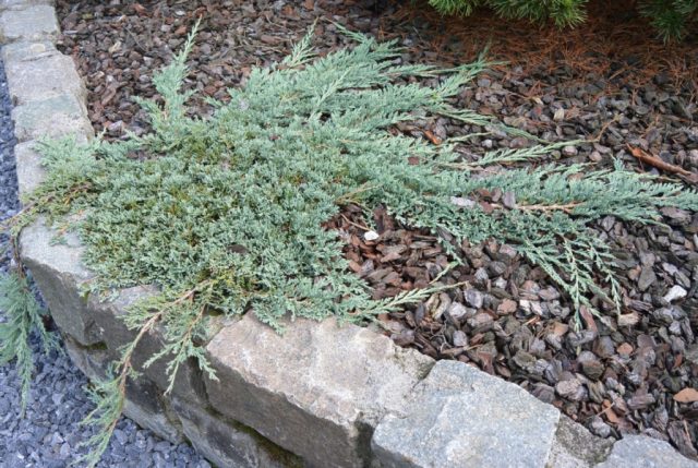 Juniper blue creeping, vertical