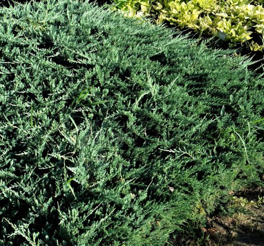 Juniper blue creeping, vertical