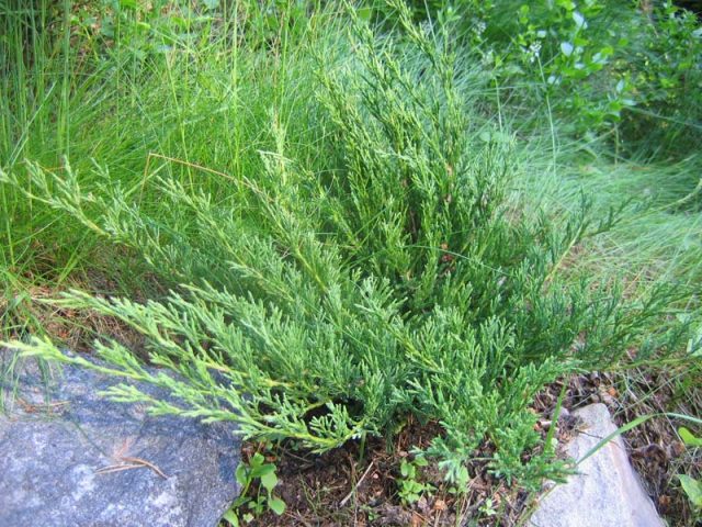 Juniper blue creeping, vertical