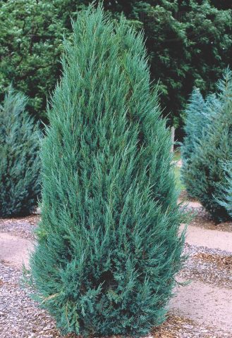 Juniper blue creeping, vertical