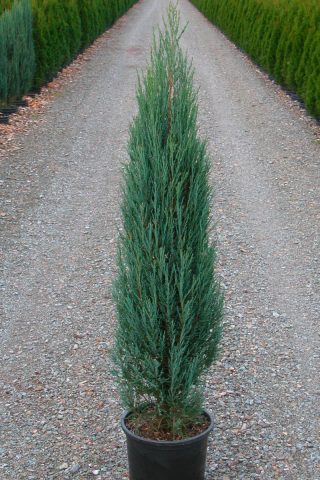 Juniper blue creeping, vertical