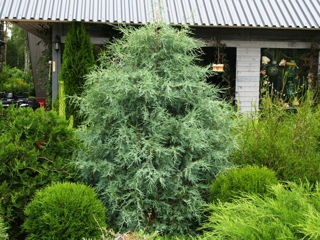 Juniper blue creeping, vertical