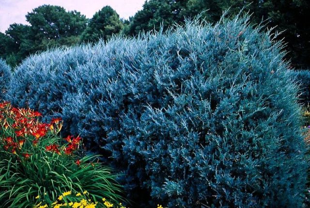 Juniper blue creeping, vertical