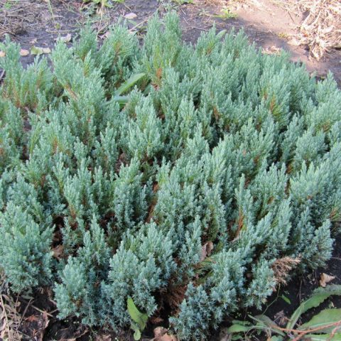 Juniper blue creeping, vertical