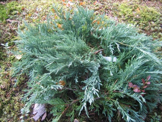 Juniper blue creeping, vertical