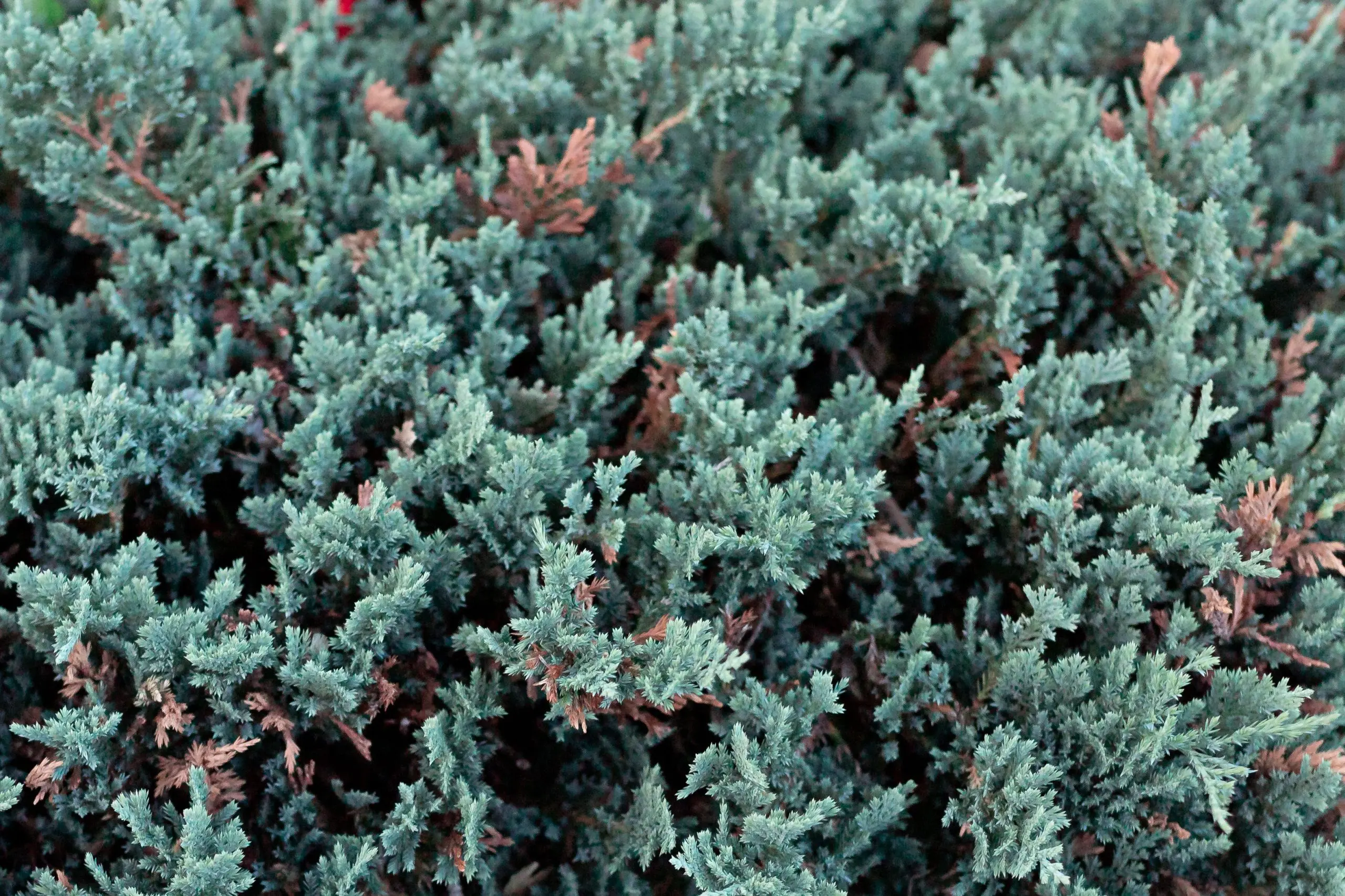 Juniper blue creeping, vertical