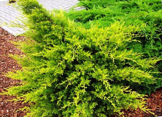 Juniper Chinese Curivao Gold