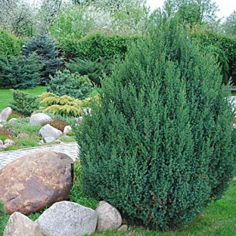 Juniper Chinese Strikta