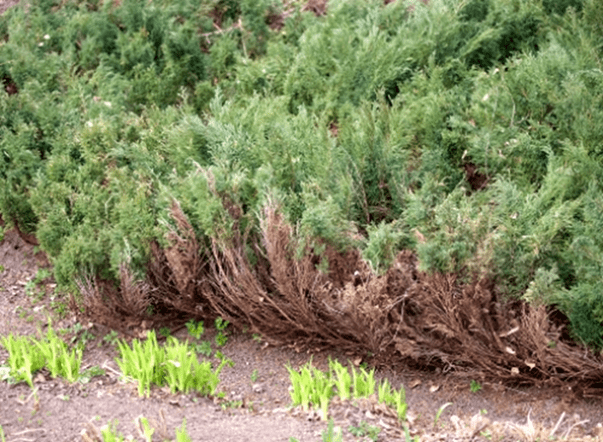 Juniper Chinese Strikta