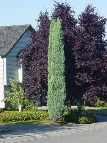 Juniper columnar: photo and description