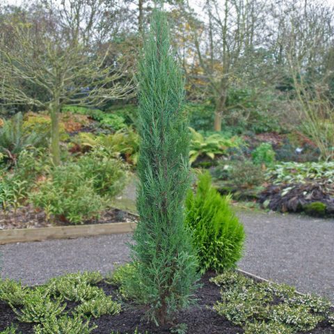 Juniper columnar: photo and description