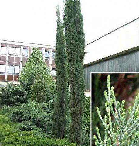 Juniper columnar: photo and description