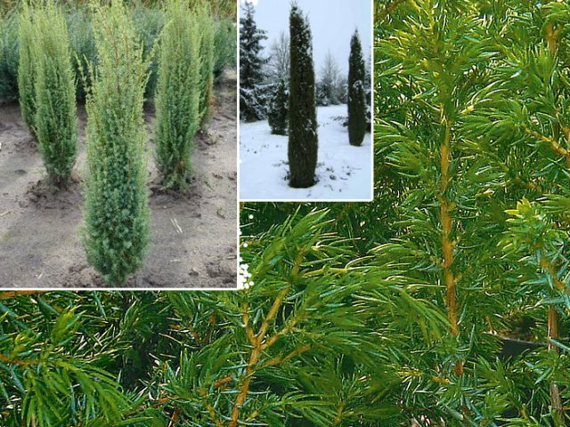 Juniper columnar: photo and description