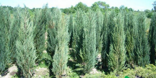 Juniper columnar: photo and description